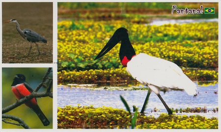 Pantanal Conservation Area