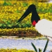 Pantanal Conservation Area