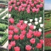 The Loire Valley