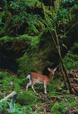 Yakushima