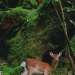 Yakushima