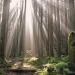 Sacred Sites and Pilgrimage Routes in the Kii Moun