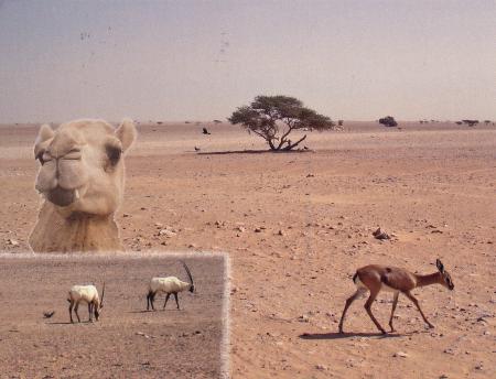 Arabian Oryx Sanctuary Delisted 2007
